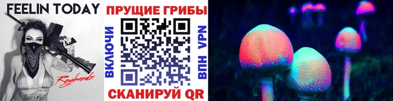 Купить Дно Псилоцибиновые грибы GOLDEN TEACHER